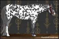 Horse Color:Black Near Leopard 