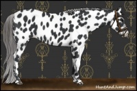 Horse Color:Black Appaloosa