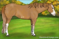 Horse Color:Chestnut Splash Frame  and Chestnut Splash 