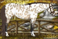 Horse Color:Bay Roan Dun Near Leopard 