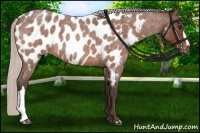 Horse Color:Silver Bay Roan Near Leopard 