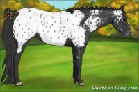 Horse Color:Black Appaloosa 