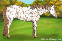 Horse Color:Chestnut Near Leopard 