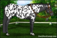 Horse Color:Black Near Leopard 