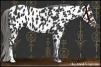 Horse Color:Black Appaloosa
