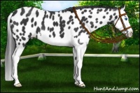 Horse Color:Black Splash Near Leopard 