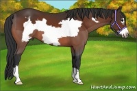 Horse Color:Bay Frame 