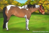 Horse Color:Buckskin Tobiano 