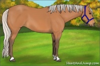 Horse Color:Silver Bay