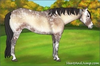 Horse Color:White Spotted Buckskin Ice Onyx 
