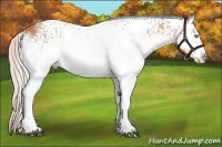 Horse Color:White Spotted Silver Bay Rabicano