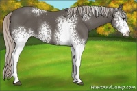 Horse Color:White Spotted Silver Black Sabino 