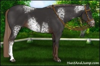 Horse Color:White Spotted Liver Chestnut 