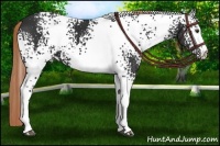Horse Color:White Spotted Liver Chestnut 