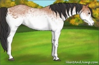 Horse Color:White Spotted Bay 