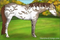 Horse Color:Chestnut Ice Frame 