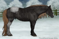 Horse Color:Liver Chestnut Ice