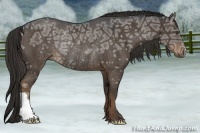 Horse Color:Liver Chestnut Ice Rabicano