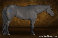 Horse Color:Black Sabino 