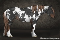 Horse Color:White Spotted Liver Chestnut Rabicano 