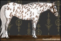 Horse Color:Silver Brown Roan Splash Near Leopard 