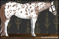 Horse Color:Chestnut Splash Appaloosa 