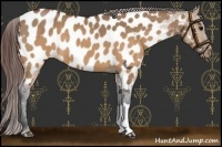 Horse Color:Brown Roan Dun Near Leopard 