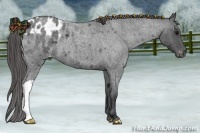 Horse Color:Blue Roan Appaloosa