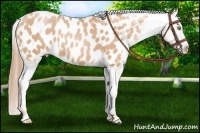 Horse Color:Gold Champagne Appaloosa 