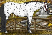 Horse Color:Black Appaloosa 
