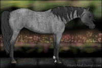 Horse Color:Blue Roan 