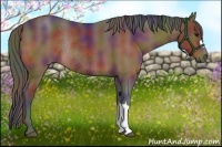 Horse Color:Nacre Bay Rabicano