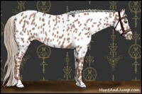 Horse Color:Red Roan Near Leopard 