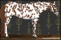 Horse Color:Chestnut Sabino Leopard