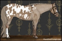 Horse Color:Liver Red Dun Appaloosa 