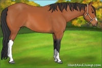 Horse Color:Bay 