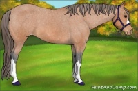 Horse Color:Bay Appaloosa 