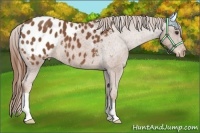Horse Color:Chestnut Appaloosa