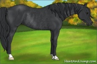 Horse Color:Black Rabicano 