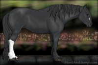 Horse Color:Black 