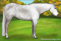 Horse Color:Gray Black 