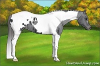 Horse Color:Black Tobiano Appaloosa 