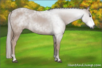 Horse Color:Gray Chestnut Rabicano