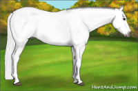 Horse Color:Gray Silver Bay Roan Splash 