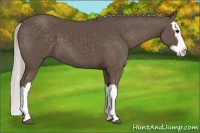 Horse Color:Silver Black Splash
