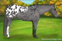 Horse Color:Black Appaloosa 