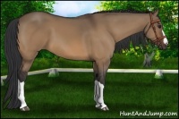 Horse Color:Bay Dun