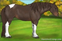 Horse Color:Liver Chestnut Tobiano 