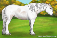 Horse Color:Gray Bay Tobiano