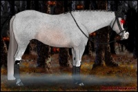 Horse Color:White Spotted Brown Splash Appaloosa